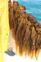 Kombu