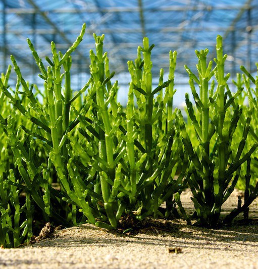 Légumes de la mer