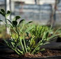 Mertensia Mertensia