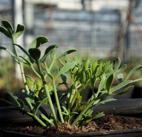 Mertensia